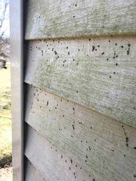 What are these tiny, hard, black specs on my siding